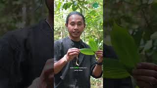 Explore Hutan Kalimantan 🌳 food forest [upl. by Tristram]