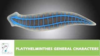 PLATYHELMINTHES GENERAL CHARACTERS [upl. by Gabor]