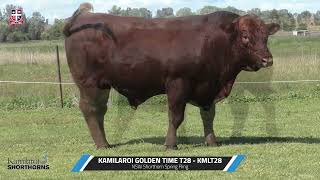 LOT 26 KAMILAROI GOLDEN TIME T28 KMLT28 NSW Shorthorn Spring Fling [upl. by Cecile]