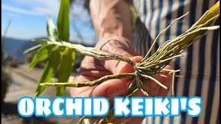 How and When to Remove and Repot Dendrobium Orchid Keikis [upl. by Whiffen]