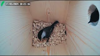 Pair of blackcapped chickadees inspects the newly installed nest box [upl. by Freedman]