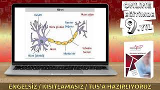 FİZYOLOJİ  SİNİR SİSTEMİ [upl. by Mirabella706]