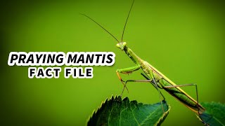 Praying Mantis Facts an ANIMAL with only ONE EAR  Animal Fact Files [upl. by Miguela33]