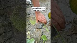 Betta fish development and results fishing amazingfisher videoamazingfish villagelife fish [upl. by Benioff]