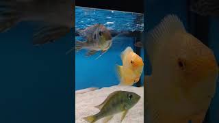 Peixe acará Severum red se apresentando shorts aquariumfish shortsvideo acara fish fishing [upl. by Thesda]