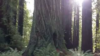 Grove of Old Trees 5 West Sonoma County Cal Jan 18 2024 [upl. by Annat]