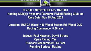 Flyball Spectacular  CAF1181 [upl. by Bear144]