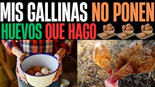 Qué hacer cuando tus gallinas criollas dejan de poner historia de ernesto [upl. by Arihsay339]