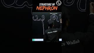 Structure of Nephron Diagram🧠 pwenglish science biology [upl. by Fatima]