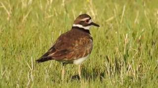 Kildeer call [upl. by Quentin]