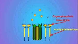 7 Acetylcholinesterase and Insecticide Inhibition [upl. by Gracia]