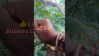 Gardening🍆Brinjal shorts ytshorts viralshorts mygarden [upl. by Ute535]