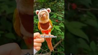 A very insecure little parrot shortvideo rescue cute cuteanimals animals [upl. by Johen]