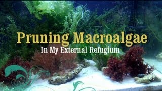 Reef Tank How to Prune Macro Algae in a Refugium [upl. by Aixela21]