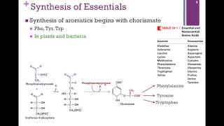 137Synthesis of Essential Amino Acids [upl. by Fawn]