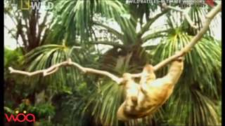 Big Eagle attacks Sloth in wild forest Top Animal Attack [upl. by Godfry]