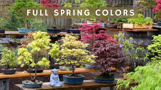 Full Spring Colors  Japanese Maple Bonsai Garden [upl. by Ayikan849]