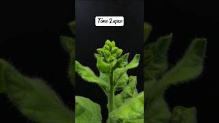 How To Grow Tobacco From a small seed shorts shortvideo plants tobacco [upl. by Hguh]