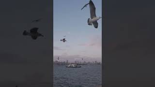 İstanbul ve Martılar istanbul seagulls keşfet relaxing keşfetedüş shotr shotrs [upl. by Euqirrne]