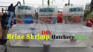 How To DIY brine shrimp hatchery  সহজে কিভাবে Brine Shrimp Hatchery করবেন। [upl. by Adnarb]