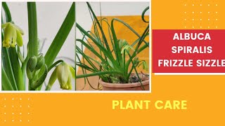 Rare Albuca Spiralis  Corkscrew Albuca  Frizzle Sizzle Plant Care  The Practical Gardener [upl. by Neeron]