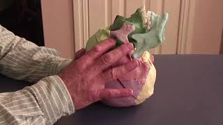 Greater Vault Hold Hand Position  Lyons Institute Biodynamic Craniosacral Therapy [upl. by Inanuah]