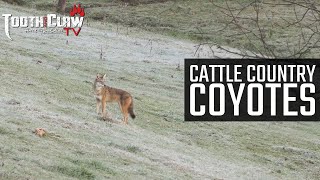 Cattle Country Coyotes  Coyote Hunting [upl. by Alleul]