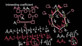 Inbreeding coefficient explained2 [upl. by Ladin551]