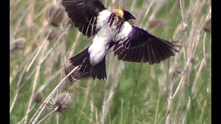 Bobolink In Flight Singing HQ HD [upl. by Macrae]