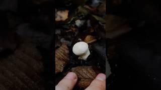 Гриб дощовик Lycoperdon mushroom nature природа wildlife ліс mushroomforest [upl. by Acireit]