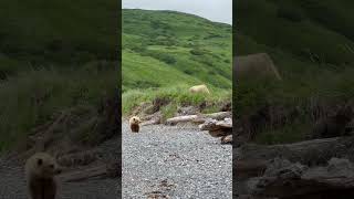 Bear Cub puts on its best quotChargequot impression bluffcharge bear shortsyoutube shorts alaska [upl. by Richers288]