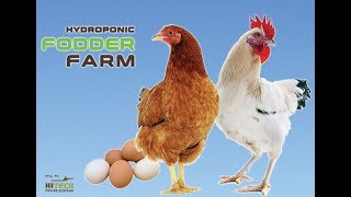 Fodder Farm for Poultry  Grow Green Fodder [upl. by Anilegna]