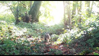 Le blaireau de midi  Renard  Chevreuil  Sanglier  Martre aux poires [upl. by Zachariah]