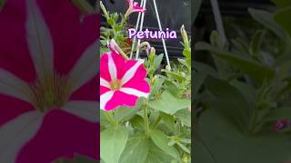 Lovely Petunia  Beautiful Blooming Petunia Flowers  The Beauty Of Petunia [upl. by Amil67]