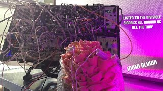 Five Minutes of Pink Oyster Mushroom Playing Modular Synthesizer mushroom mushroommusic mycology [upl. by Arondell]