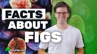 Figs Benefits [upl. by Eenafets]