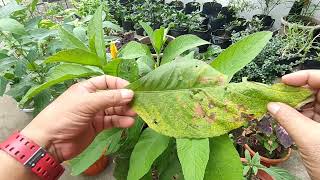 Sambong Blumea Balsamifera Ngai Camphor Gabon Paano Kilalanin at Alagaan [upl. by Sutphin]