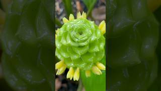 Calathea cylindrica “Cristal Verde” florestropicais plantas plantastropicais flores jardim fy [upl. by Raines]