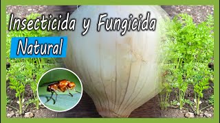 Cómo hacer FÁCIL Insecticida y Fungicida NATURAL con Cebollas para la Huerta [upl. by Kenn]