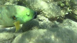 Broomtail Wrasse munching on sea urchins [upl. by Gnilrad794]