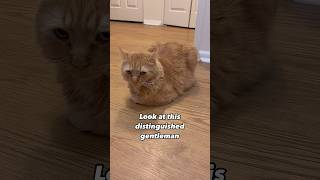 Look at this distinguished gentleman 😻🎩 trendingshorts cats [upl. by Rajiv]