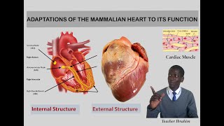 Lesson 64 Adaptations of the mammalian heart to its function [upl. by Etnuad]