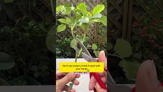 Propagate roses using cuttings rose rosé tips [upl. by Eserehc]