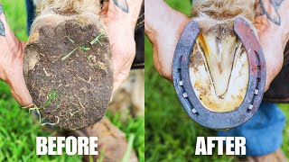 Farrier Full Hoof Restoration  Satisfying ASMR [upl. by Harris]