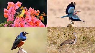 Birds of KenyaTrailer [upl. by Nuahsel]