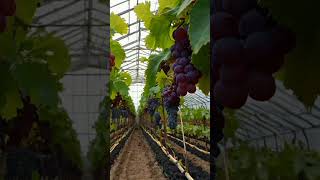 Rediscover the grape fruit grapevine usa garden grapewine farming grapegrowing [upl. by Notselrahc]