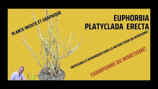 Euphorbia platyclada Erecta la plante serpent [upl. by Rehpotsrik627]