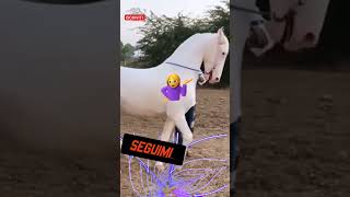 L  AKAL TECHE 🐴🐎🐴 shortvideo cavallo cavalli akalteche animali animale [upl. by Gert]