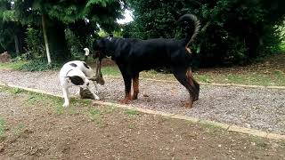 Staffordshire Bull Terrier vs Rottweiler [upl. by Hassi]