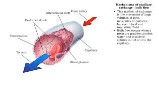 Mechanisms of capillary exchange transcytosis amp bulk flow [upl. by Drexler449]